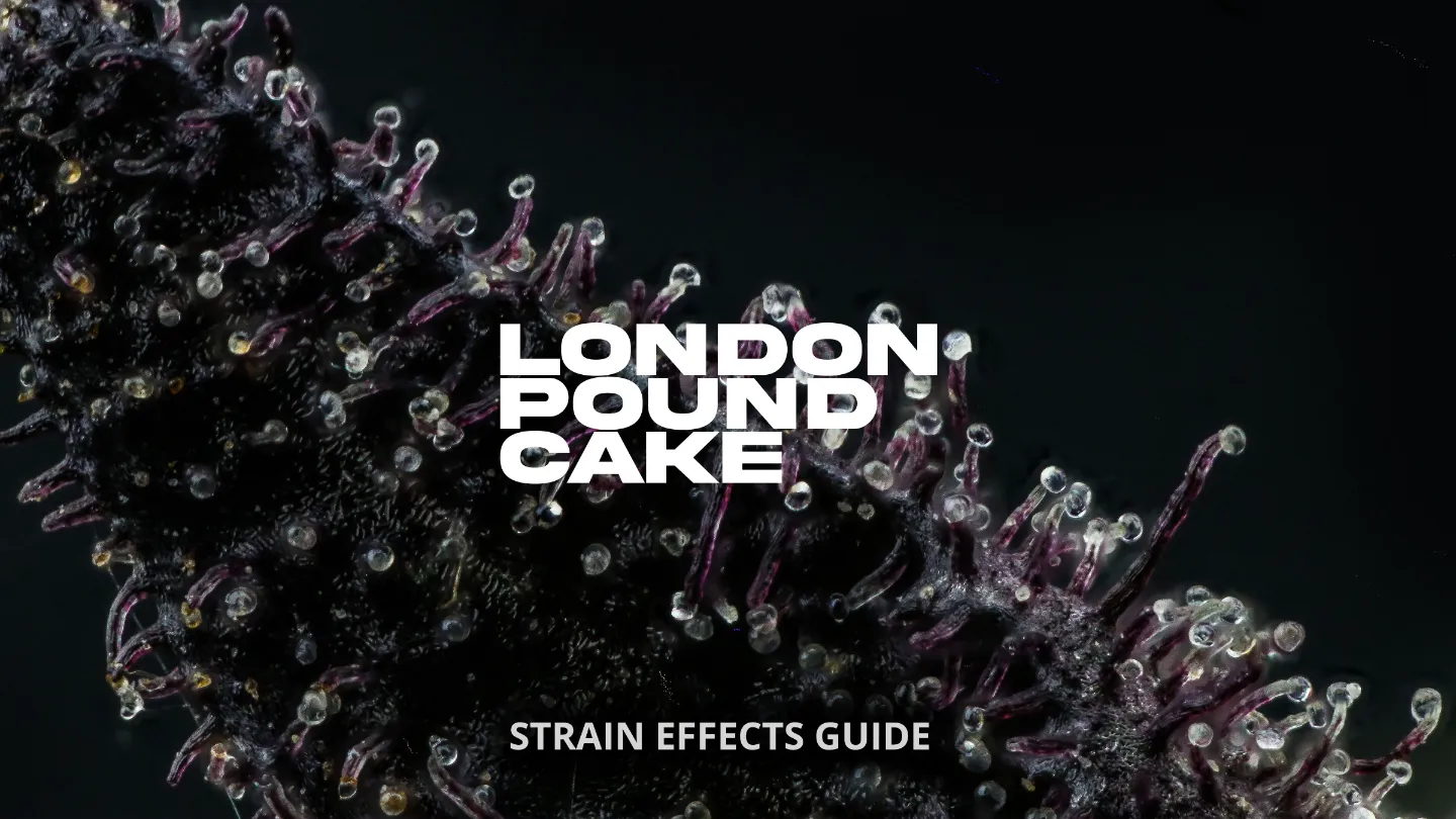 LONDON POUND CAKE STRAIN EFFECTS Hikei Dispensary San Diego and La