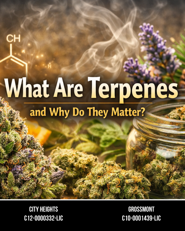What Are Terpenes and Why Do They Matter?